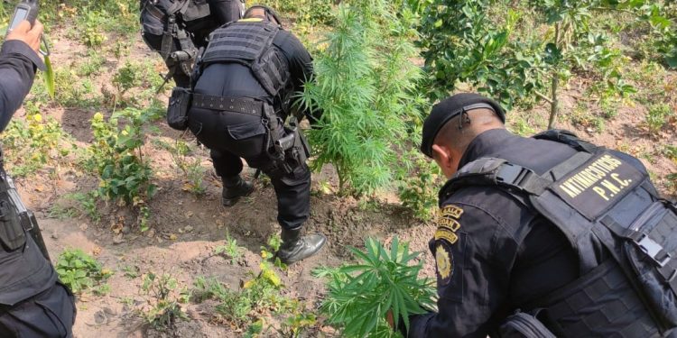 Agentes antinarcóticos erradican 10 mil 930 plantaciones de marihuana en Totonicapán