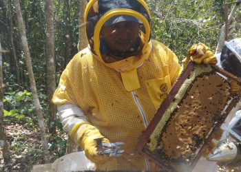 Promueven buenas prácticas de apicultura en Petén. /Foto: MAGA