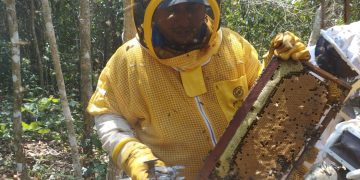 Promueven buenas prácticas de apicultura en Petén. /Foto: MAGA