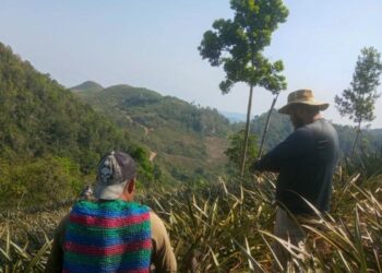 Agricultura fortalece producción de piña en Petén. / Foto: MAGA.