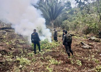 Operativo antinarcóticos en Petén: confiscados 4.5 millones de quetzales en plantas de coca