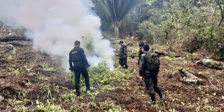 Operativo antinarcóticos en Petén: confiscados 4.5 millones de quetzales en plantas de coca