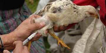 Fortalecen acciones para control de gripe aviar. / Foto: MAGA.