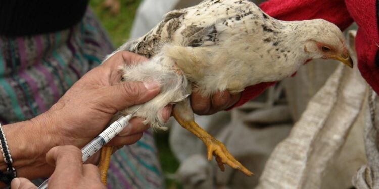 Fortalecen acciones para control de gripe aviar. / Foto: MAGA.