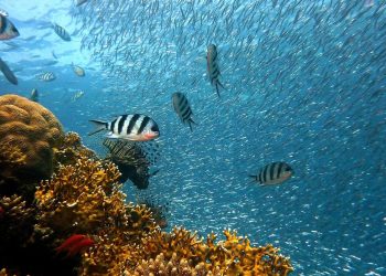 Hay escaso conocimiento del comportamiento de los océanos. / Foto: Pixabay.