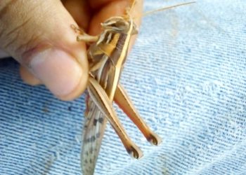 MAGA combate la reproducción de la langosta voladora