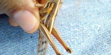 MAGA combate la reproducción de la langosta voladora