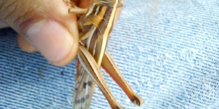 MAGA combate la reproducción de la langosta voladora