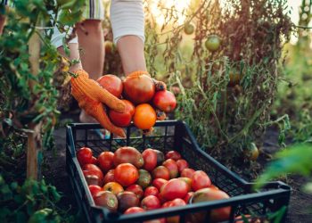 La agricultura ha sido parte de la vida diaria del hombre. / Foto: CEPAL.