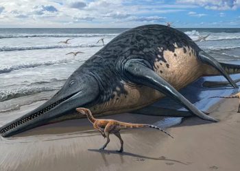 Restos descubiertos por una niña pueden ser de reptil gigante./ Foto: Infobae.