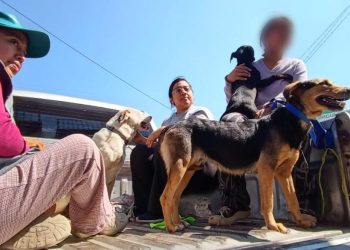 MAGA realizará jornada de esterilización y castración en Sumpango, Sacatepéquez el 29 y 30 de abril