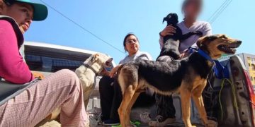 MAGA realizará jornada de esterilización y castración en Sumpango, Sacatepéquez el 29 y 30 de abril