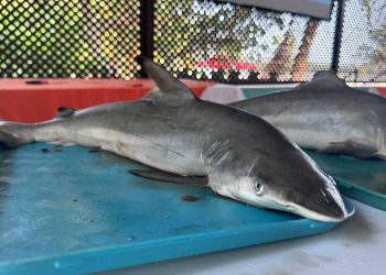 MAGA y Conap promueven la conservación marina en el país