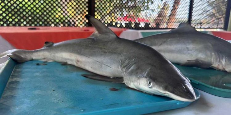 MAGA y Conap promueven la conservación marina en el país