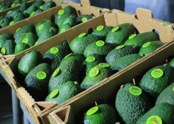 El aguacate hass guatemalteco podría incursionar en el mercado estadounidense