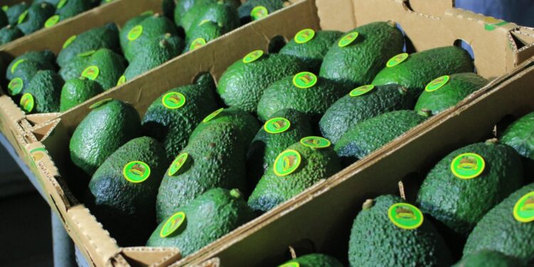 El aguacate hass guatemalteco podría incursionar en el mercado estadounidense