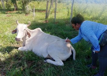 MAGA implementa acciones de prevención contra la rabia paralítica bovina