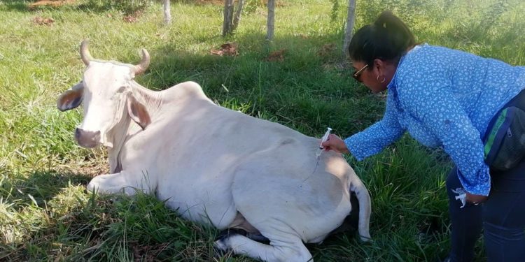 MAGA implementa acciones de prevención contra la rabia paralítica bovina