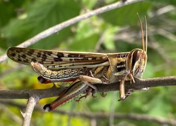 Agricultores y autoridades unen fuerzas contra la langosta voladora