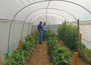 Mejoran la calidad de los cultivos en San Diego, Zacapa