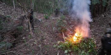 Erradican plantación de hoja de coca