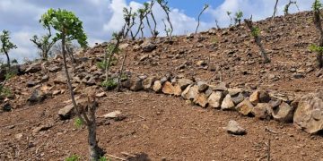 Protección de los suelos