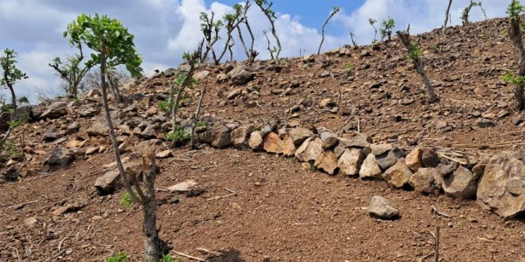 Protección de los suelos