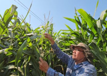 Proyecto de maíz blanco en Suchitepéquez promueve la sostenibilidad económica