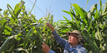 Proyecto de maíz blanco en Suchitepéquez promueve la sostenibilidad económica