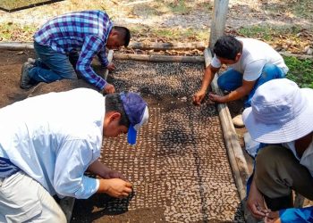 MAGA se compromete a producir 400 mil plántulas forestales en Petén