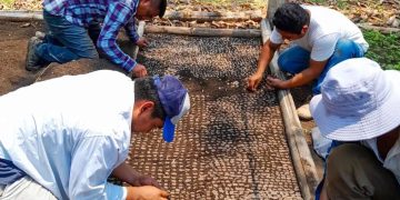 MAGA se compromete a producir 400 mil plántulas forestales en Petén