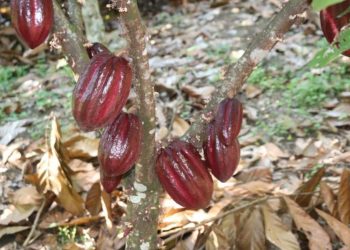 Mejoran calidad de vida de los productores de cacao en Petén