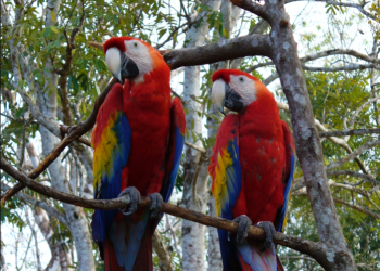 Siguen esfuerzos para conservar a la guacamaya roja. / Foto: Conap.