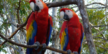 Siguen esfuerzos para conservar a la guacamaya roja. / Foto: Conap.