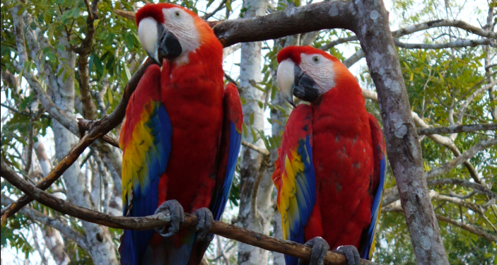 Siguen esfuerzos para conservar a la guacamaya roja. / Foto: Conap.