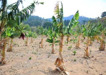 MAGA brinda recomendaciones para la producción agrícola y ganadera por clima de abril