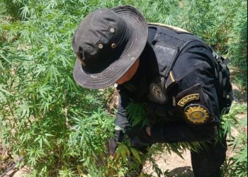 Erradican plantación de marihuana