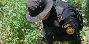 Erradican plantación de marihuana