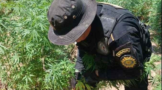 Erradican plantación de marihuana