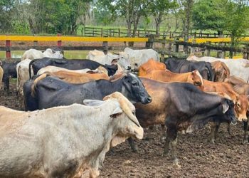 El MAGA recomienda cuidado del ganado bovino en época de calor