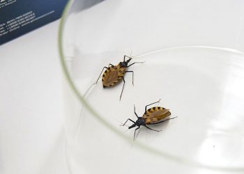 A nivel mundial se busca reducir la enfermedad de Chagas. /Foto: ONU