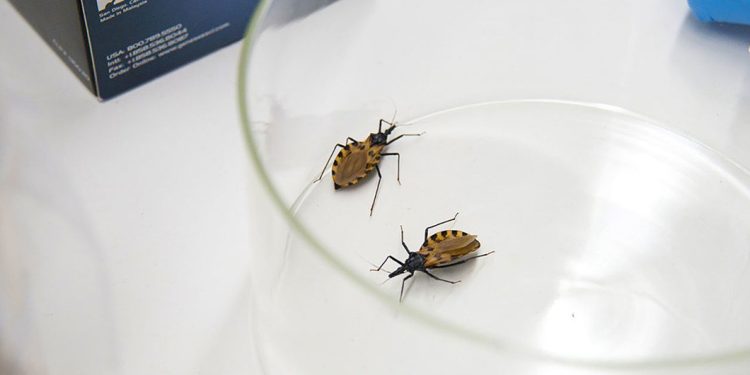 A nivel mundial se busca reducir la enfermedad de Chagas. /Foto: ONU