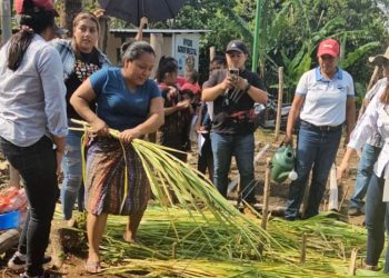 Preparan 100 mil plantas para cultivarlas en Suchitepéquez