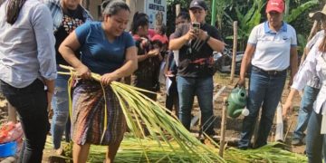 Preparan 100 mil plantas para cultivarlas en Suchitepéquez