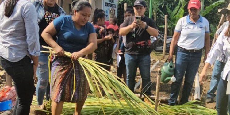 Preparan 100 mil plantas para cultivarlas en Suchitepéquez