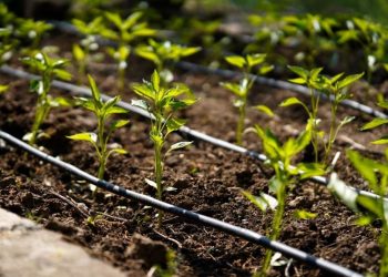 Diversidad de sistemas de riego para impulsar la agricultura