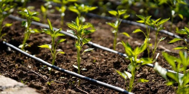Diversidad de sistemas de riego para impulsar la agricultura