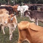 Guatemala en alerta para prevenir y detectar el gusano barrenador