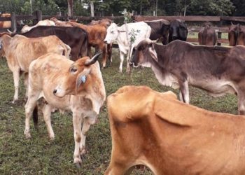 Guatemala en alerta para prevenir y detectar el gusano barrenador