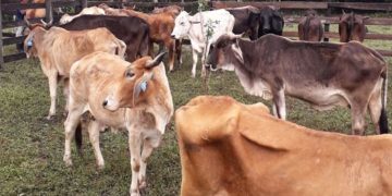 Guatemala en alerta para prevenir y detectar el gusano barrenador